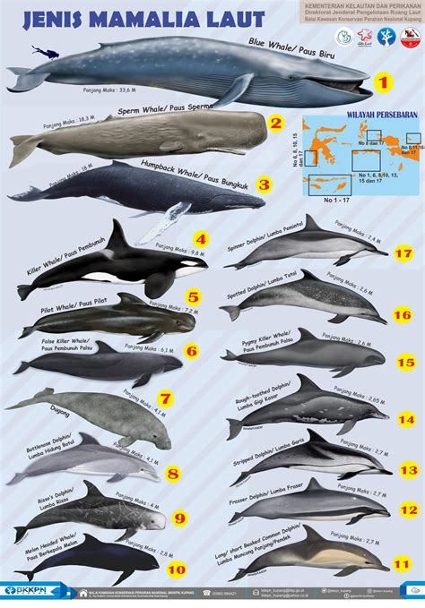 MAMALIA LAUT | Global Environmental Conservation Organization - muktibox.com