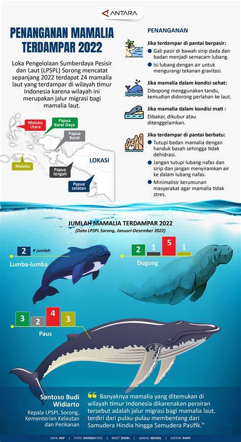 Mamalia Laut Terdampar di Indonesia Panduan Kerja - raincitystudios.com