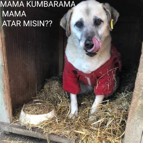 MAMAMIZ BITTI #Repost @inciannebarinagi • • • • • • İnci anne barınağı. 