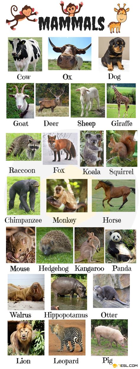 Mammal - Classification, Class Mammalia, … - muktibox.com