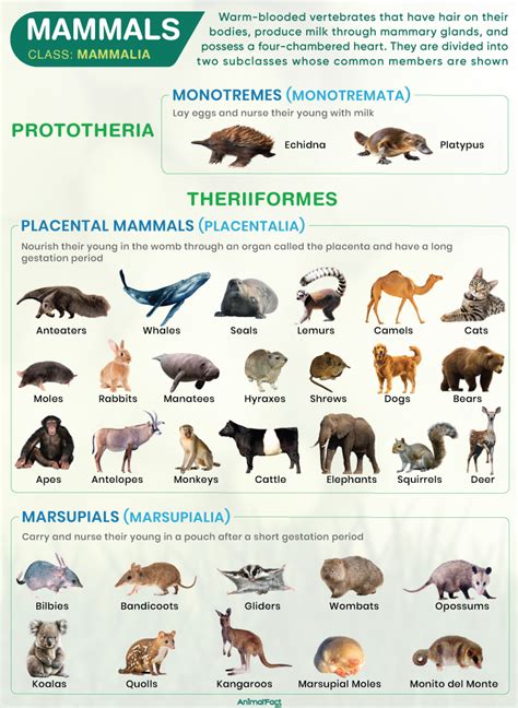 Mammals: Mammalia - The Australian Museum - muktibox.com