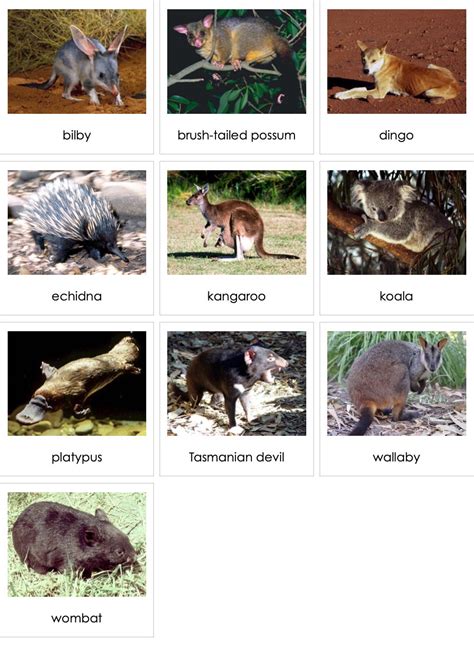 Mammals of Australia - muktibox.com