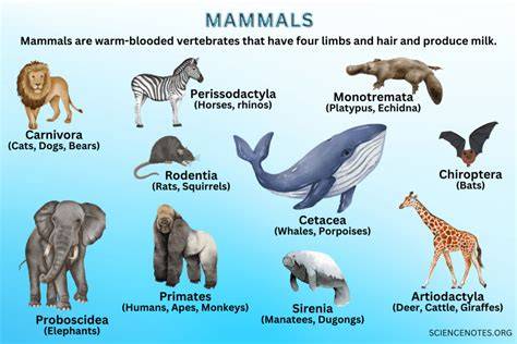 Mammals - Smithsonian National Museum of Natural History - raincitystudios.com