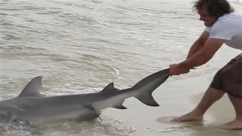 MAN PULLS SHARK BY TAIL OUT OF WATER ONTO …