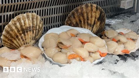 MAN SUSPECTS HIS SCALLOPS ARE REALLY RAY – Chicago Tribune