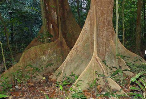 Man-made dipterocarp forest in Sumatra - Springer - raincitystudios.com