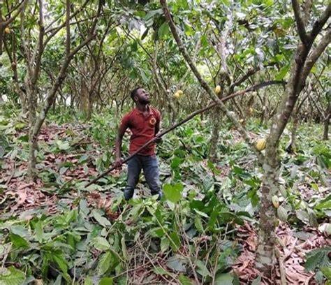 Management and maintenance of cocoa trees. Pruning … - raincitystudios.com