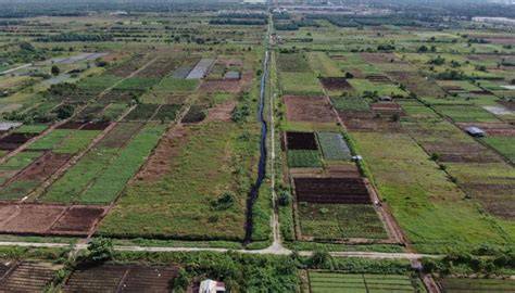 Management and rehabilitation of peatlands: the roles of water ... - raincitystudios.com
