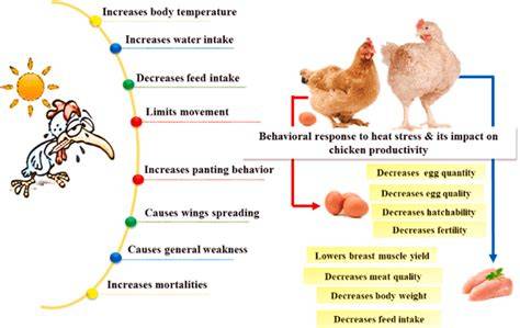 Management of laying hens to minimize heat stress - raincitystudios.com