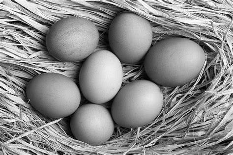 Management Requirements for Laying Flocks - Penn … - raincitystudios.com