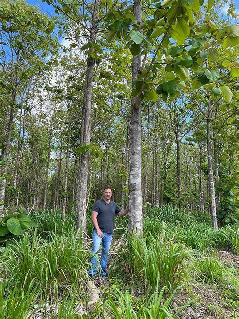 Managing a High Yielding Teak Operation - raincitystudios.com