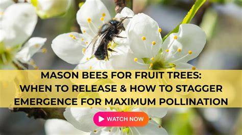 Managing Bees for Pollination - Protecting Pollinators - raincitystudios.com