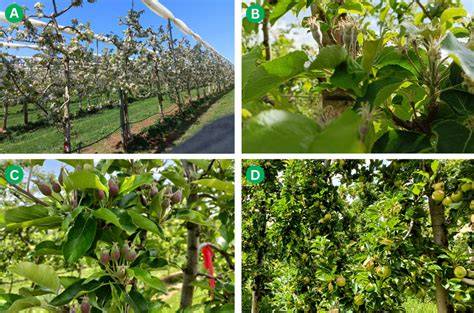 Managing Crop Load of Apple Orchards by Pruning - raincitystudios.com