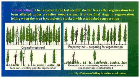 Managing Forest Regeneration with Silviculture | Live to Plant - raincitystudios.com