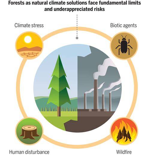 Managing Forests for Climate Change Mitigation | Science - raincitystudios.com