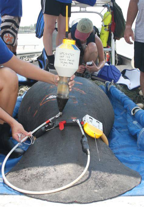 Manatee behavioral response to boats - Rycyk - 2018 - raincitystudios.com