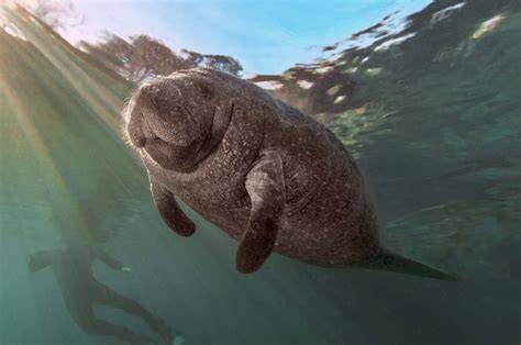 Manatee - raincitystudios.com