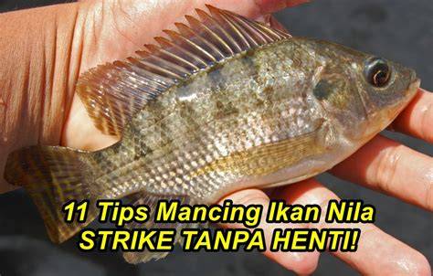 Mancing Ikan || TUNA SIRIP BIRU - raincitystudios.com