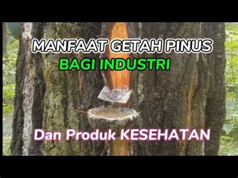 Manfaat dan Produksi Getah Pinus | PDF - Scribd - raincitystudios.com