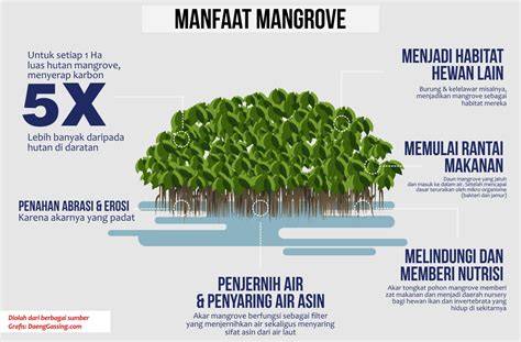 Manfaat Hutan Mangrove Bagi Ekosistem dan Bumi - raincitystudios.com