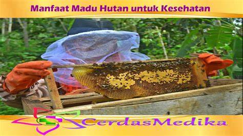 Manfaat Madu Lebah Liar Hutan Sumatra - Madu Asli Indonesia - raincitystudios.com