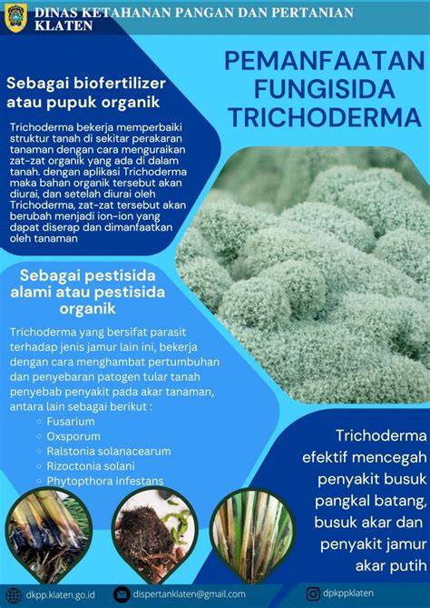 Manfaat Trichoderma SP & Cara Pembiakkannya - raincitystudios.com