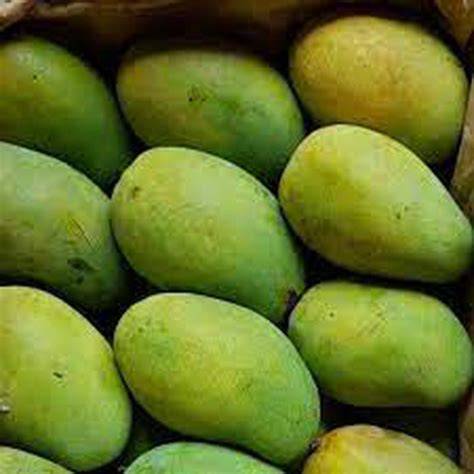 Mangga Arumanis - Bibit Tanaman Buah - iplant - raincitystudios.com