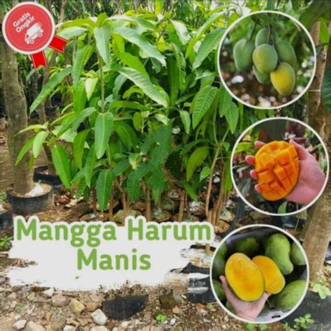 Mangga di pot bisa berbuah lebat Mulai bibit unggul ... - raincitystudios.com