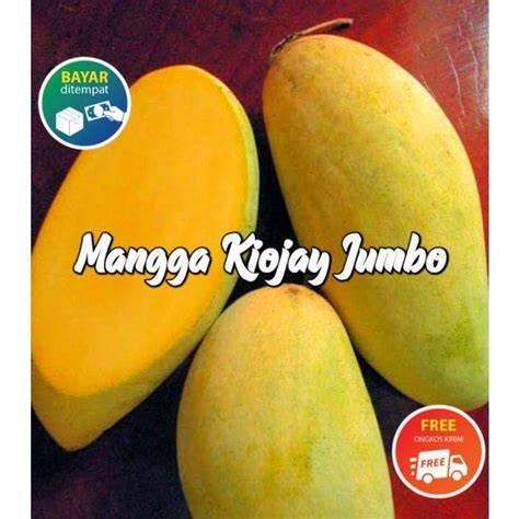 Mangga Kiojay Super Jumbo - Bibit, Pot, dan Bunga Besar! - raincitystudios.com