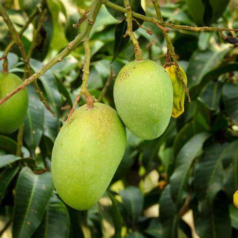 Mangifera Indica (Export Quality) - raincitystudios.com