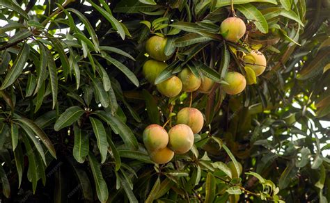 Mangifera indica (mango) | CABI Compendium - raincitystudios.com