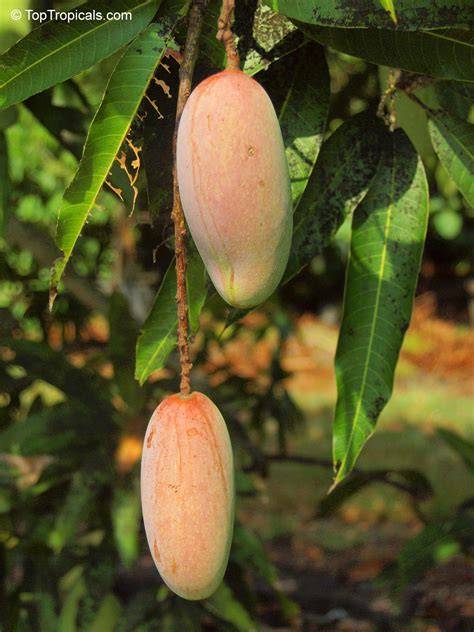 Mangifera indica (mango) - University of Hawaiʻi - raincitystudios.com