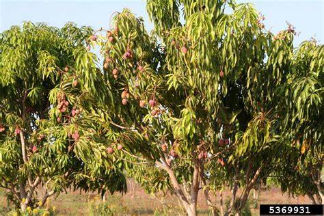 Mango (Mangifera indica L.) - ScienceDirect - raincitystudios.com