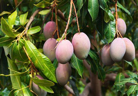 Mango | Description, History, Cultivation, - raincitystudios.com