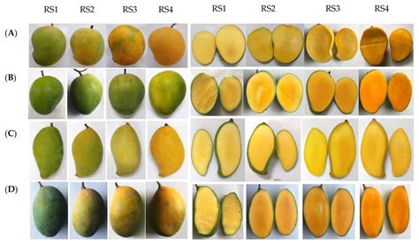 Mango fruit quality for export supply chains | Request PDF - raincitystudios.com
