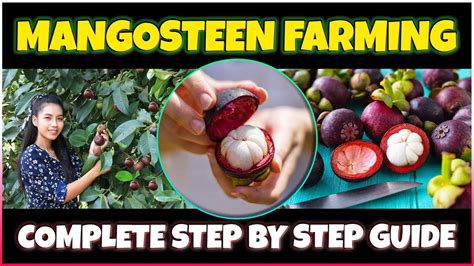Mangosteen Cultivation and Benefits in India | PDF - raincitystudios.com