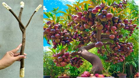 Mangosteen grafting - Tropical Fruit Forum - raincitystudios.com
