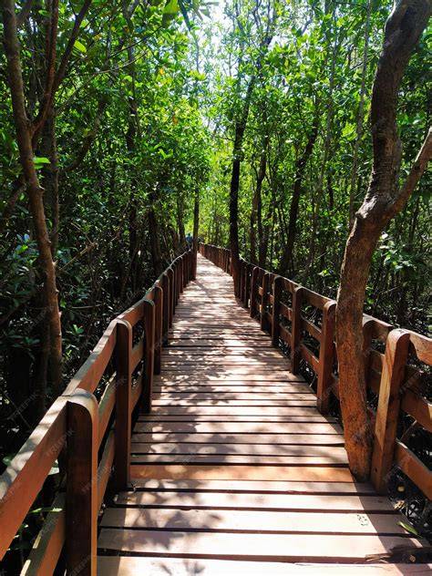 Mangrove Boardwalk - Honavar - raincitystudios.com