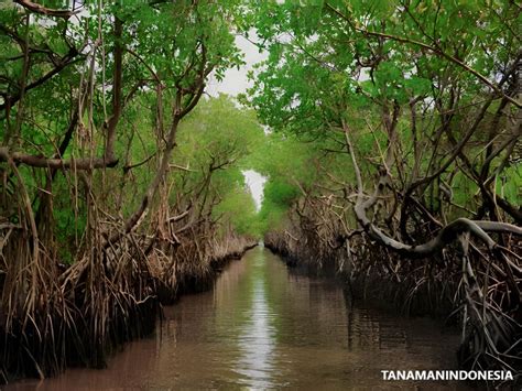 Mangrove dalam Mencegah Erosi dan Bencana Alam … - raincitystudios.com