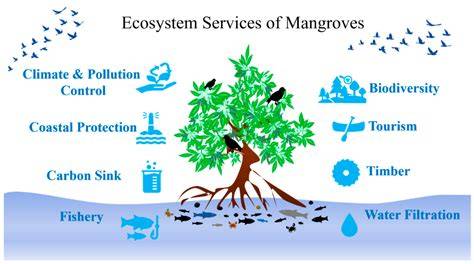 Mangrove Ecosystem Restoration and Management - raincitystudios.com
