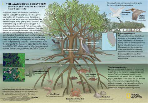 Mangrove Ecosystem Restoration in the SMMA - raincitystudios.com