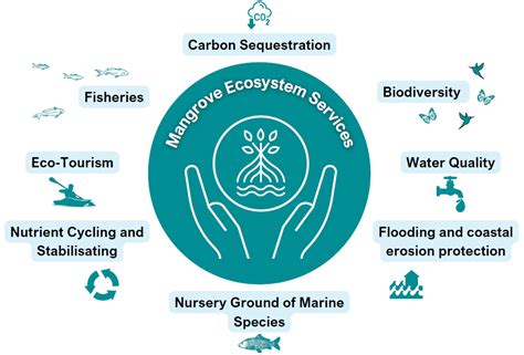 Mangrove Forest Ecosystem: Services, Conservation ... - Springer - muktibox.com