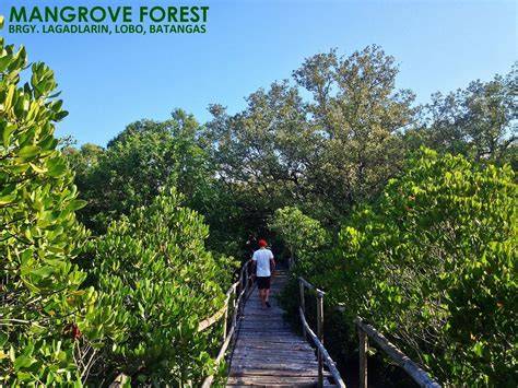 MANGROVE FOREST OF LOBO: "Wondering Walk … - raincitystudios.com