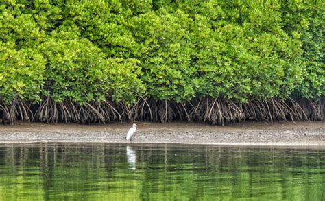 MANGROVE FORESTS: - JSTOR - raincitystudios.com