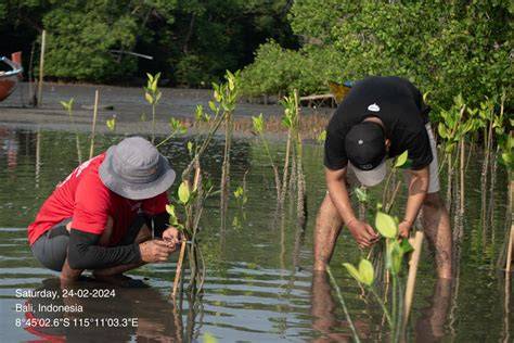 Mangrove Forests Offer New Path to Sustainable Tourism in Indonesia - raincitystudios.com