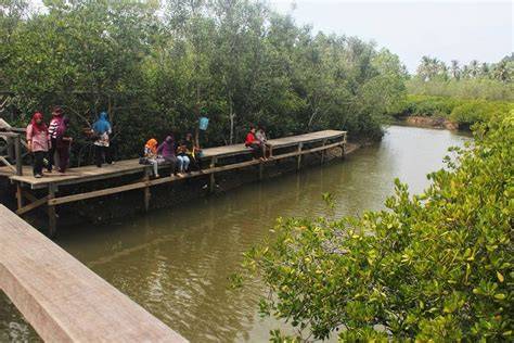 Mangrove Pancer Cengkrong - raincitystudios.com