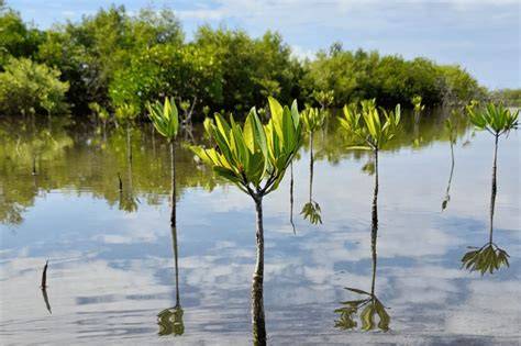 MANGROVE REFORESTATION, PROTECTION, AND … - raincitystudios.com