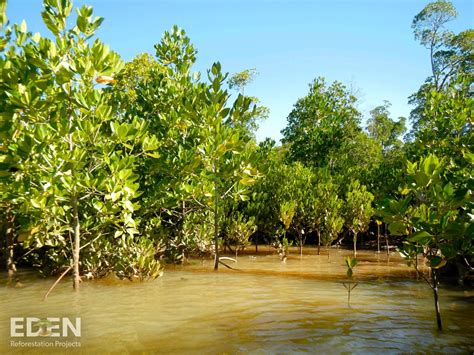 Mangrove Reforestation and Restoration | Source … - muktibox.com