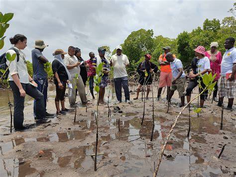 Mangrove Restoration and Its Ecological Consequences - raincitystudios.com