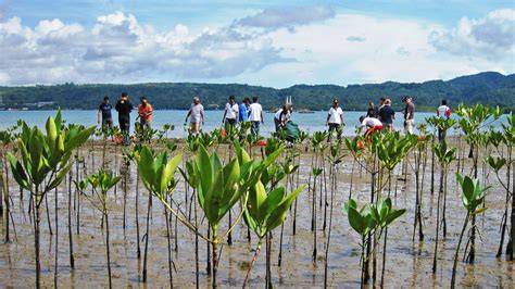 Mangrove restoration - raincitystudios.com